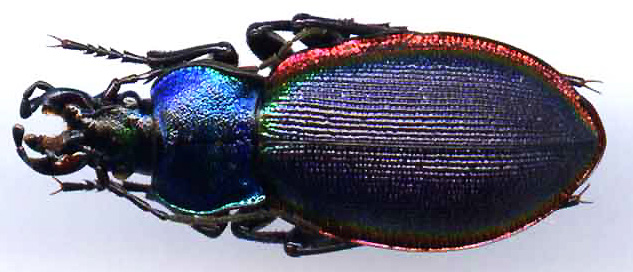 http://www.gorodinski.ru/carabus/Megodontus imperialis.jpg